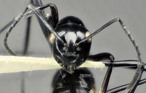 Polyrhachis rotoccipita specimen
