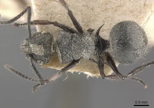 Polyrhachis rowlandi specimen