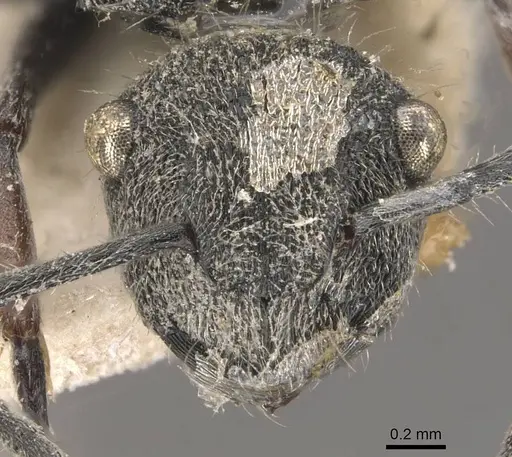 Polyrhachis rowlandi specimen