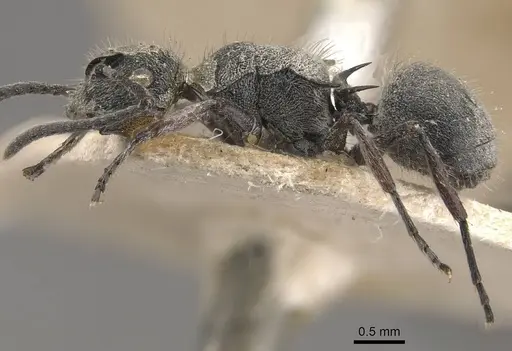 Polyrhachis rowlandi specimen