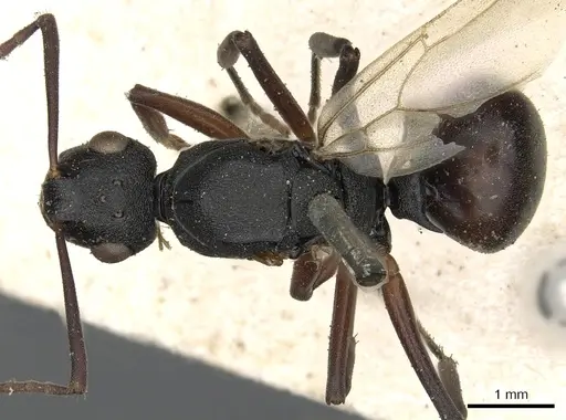 Polyrhachis ruficornis specimen