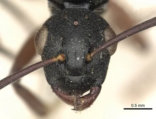 Polyrhachis ruficornis specimen