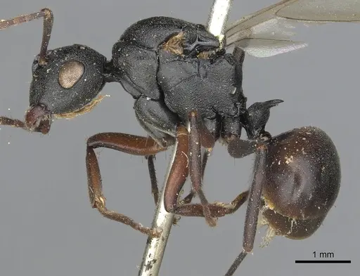Polyrhachis ruficornis specimen