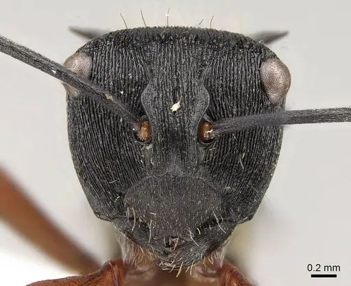 Polyrhachis rufifemur specimen