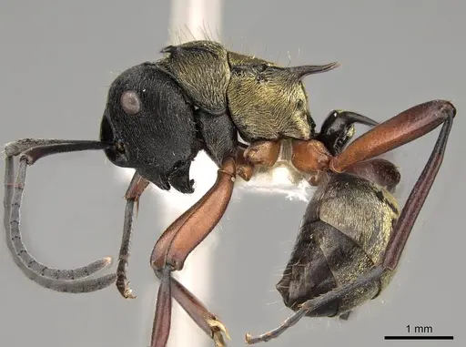 Polyrhachis rufifemur specimen