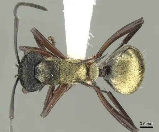 Polyrhachis rufifemur - CASENT0906730