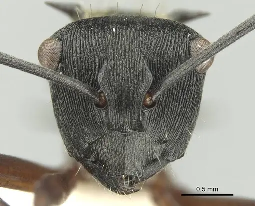 Polyrhachis rufifemur - CASENT0906730