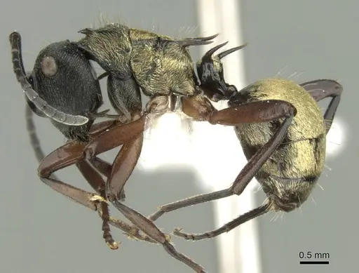 Polyrhachis rufifemur - CASENT0906730