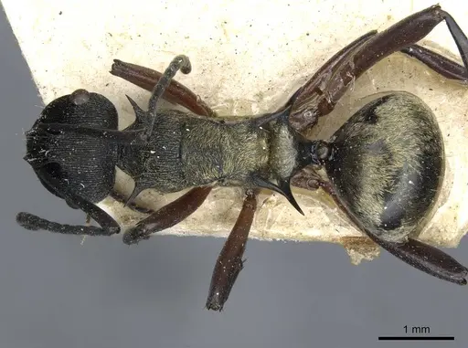 Polyrhachis rufifemur - CASENT0910849