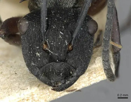 Polyrhachis rufifemur - CASENT0910849