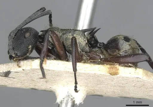 Polyrhachis rufifemur - CASENT0910849