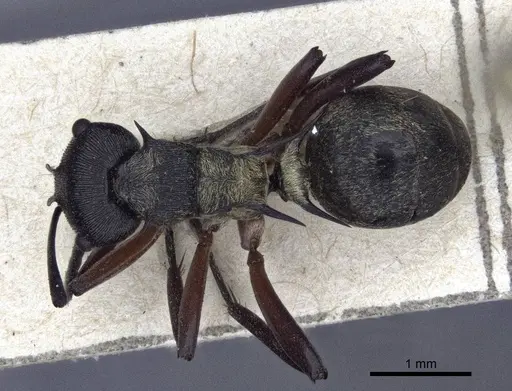 Polyrhachis rufifemur - CASENT0916649