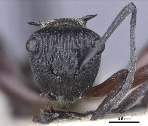 Polyrhachis rufifemur - CASENT0916649