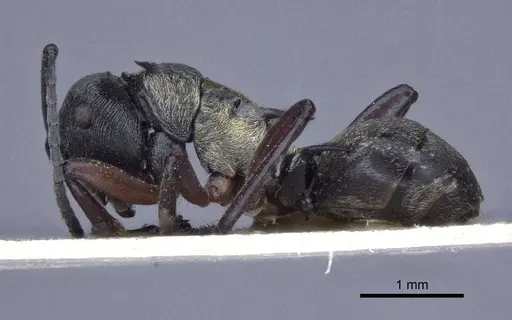 Polyrhachis rufifemur - CASENT0916649