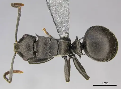 Polyrhachis rufipalpis specimen