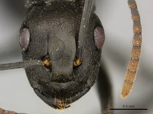 Polyrhachis rufipalpis specimen