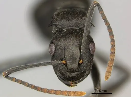 Polyrhachis rufipalpis specimen