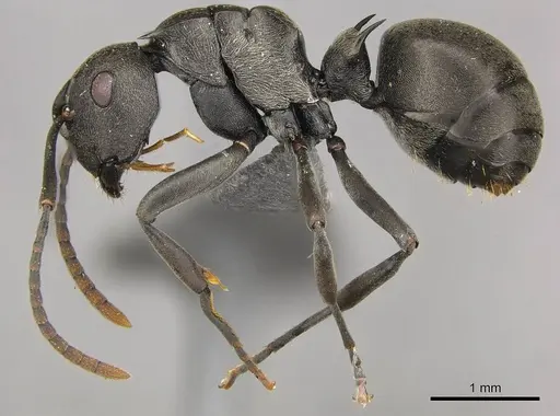 Polyrhachis rufipalpis - CASENT0250037
