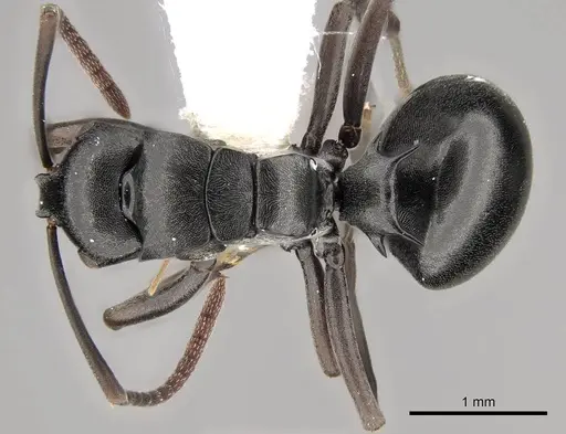 Polyrhachis rufipalpis - CASENT0281454