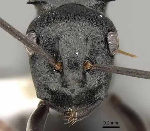 Polyrhachis rufipalpis - CASENT0281454