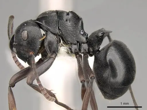 Polyrhachis rufipalpis - CASENT0281454