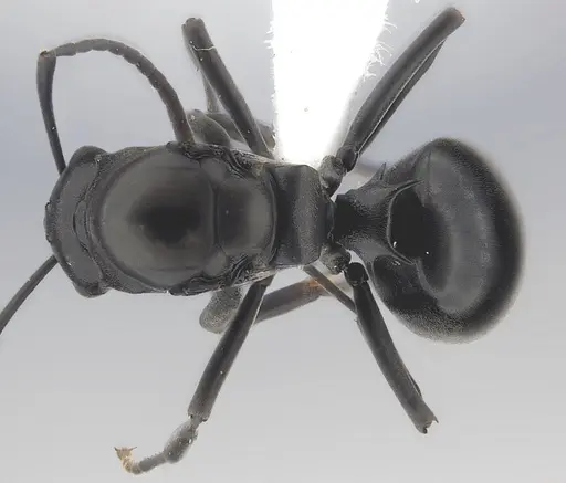 Polyrhachis rufipalpis - CASENT0403444