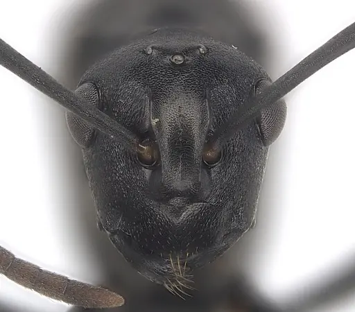 Polyrhachis rufipalpis - CASENT0403444