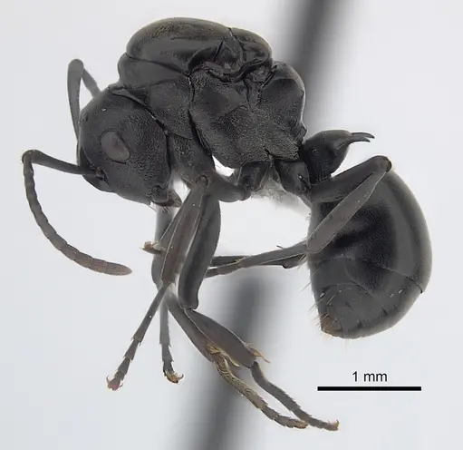 Polyrhachis rufipalpis - CASENT0403444