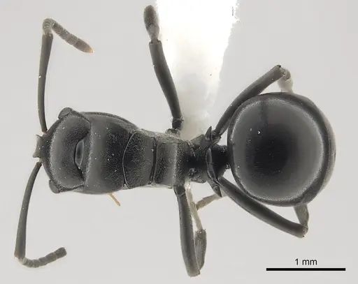 Polyrhachis rufipalpis - CASENT0403630