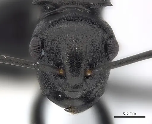 Polyrhachis rufipalpis - CASENT0403630