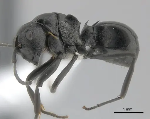Polyrhachis rufipalpis - CASENT0403630