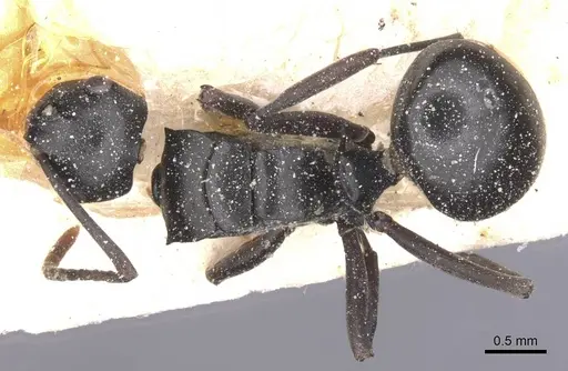 Polyrhachis rufipalpis - CASENT0912133