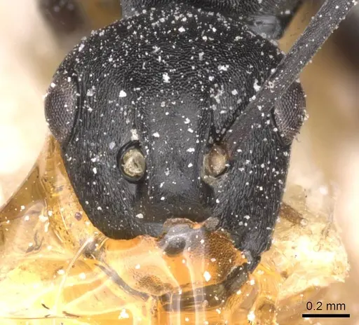 Polyrhachis rufipalpis - CASENT0912133