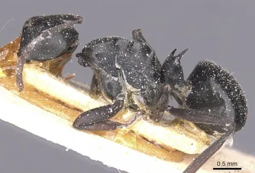 Polyrhachis rufipalpis - CASENT0912133