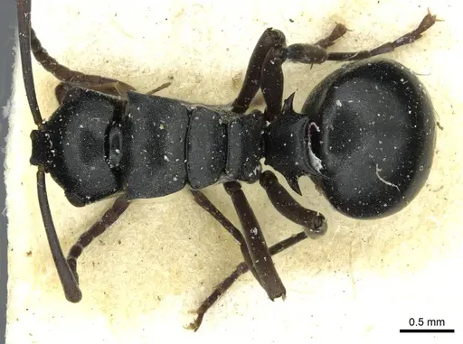 Polyrhachis rufipalpis - RMCAENT000017824