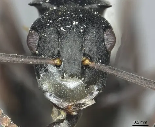 Polyrhachis rufipalpis - RMCAENT000017824