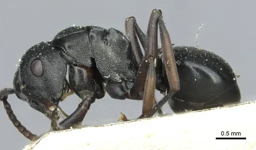 Polyrhachis rufipalpis - RMCAENT000017824