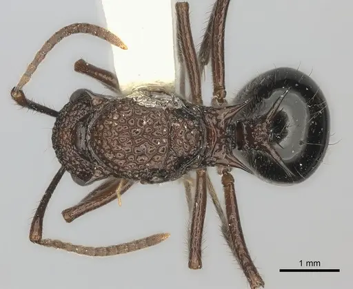 Polyrhachis rufipes specimen