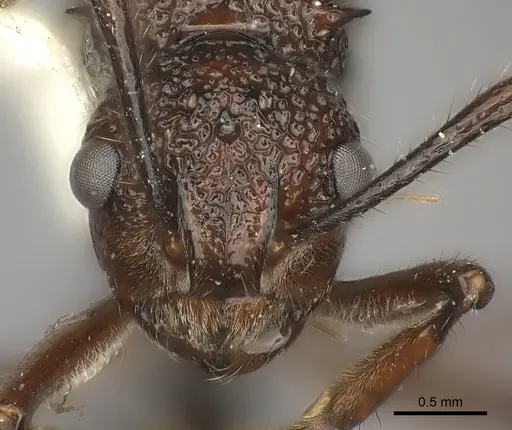 Polyrhachis rufipes specimen