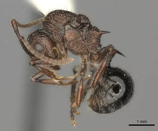 Polyrhachis rufipes specimen