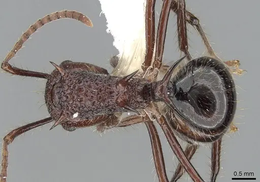 Polyrhachis rufipes - CASENT0281407