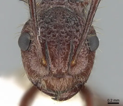 Polyrhachis rufipes - CASENT0281407