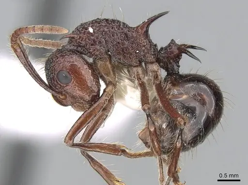 Polyrhachis rufipes - CASENT0281407