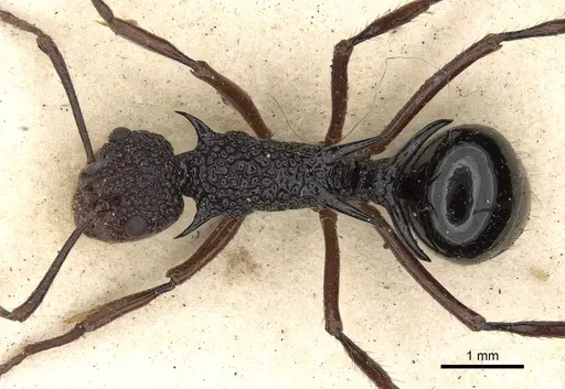 Polyrhachis rufipes - CASENT0901869