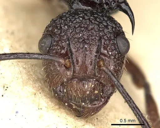 Polyrhachis rufipes - CASENT0901869