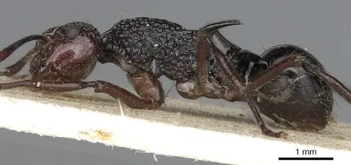 Polyrhachis rufipes - CASENT0901869