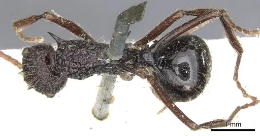 Polyrhachis rufipes - CASENT0903374