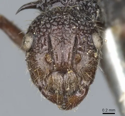 Polyrhachis rufipes - CASENT0903374