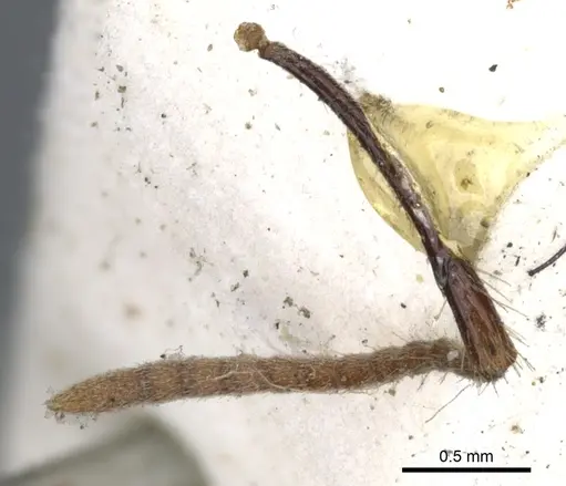 Polyrhachis rufipes - CASENT0903374