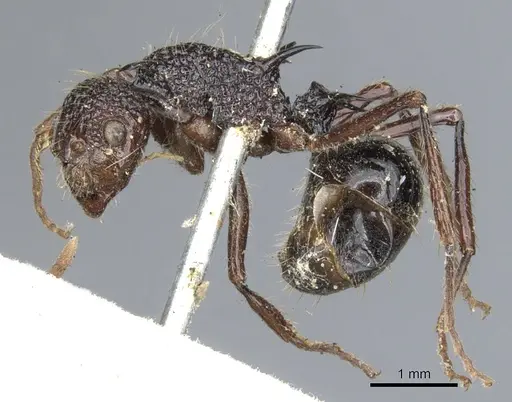 Polyrhachis rufipes - CASENT0903374